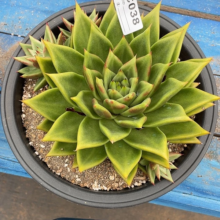 若如东云单拍C038