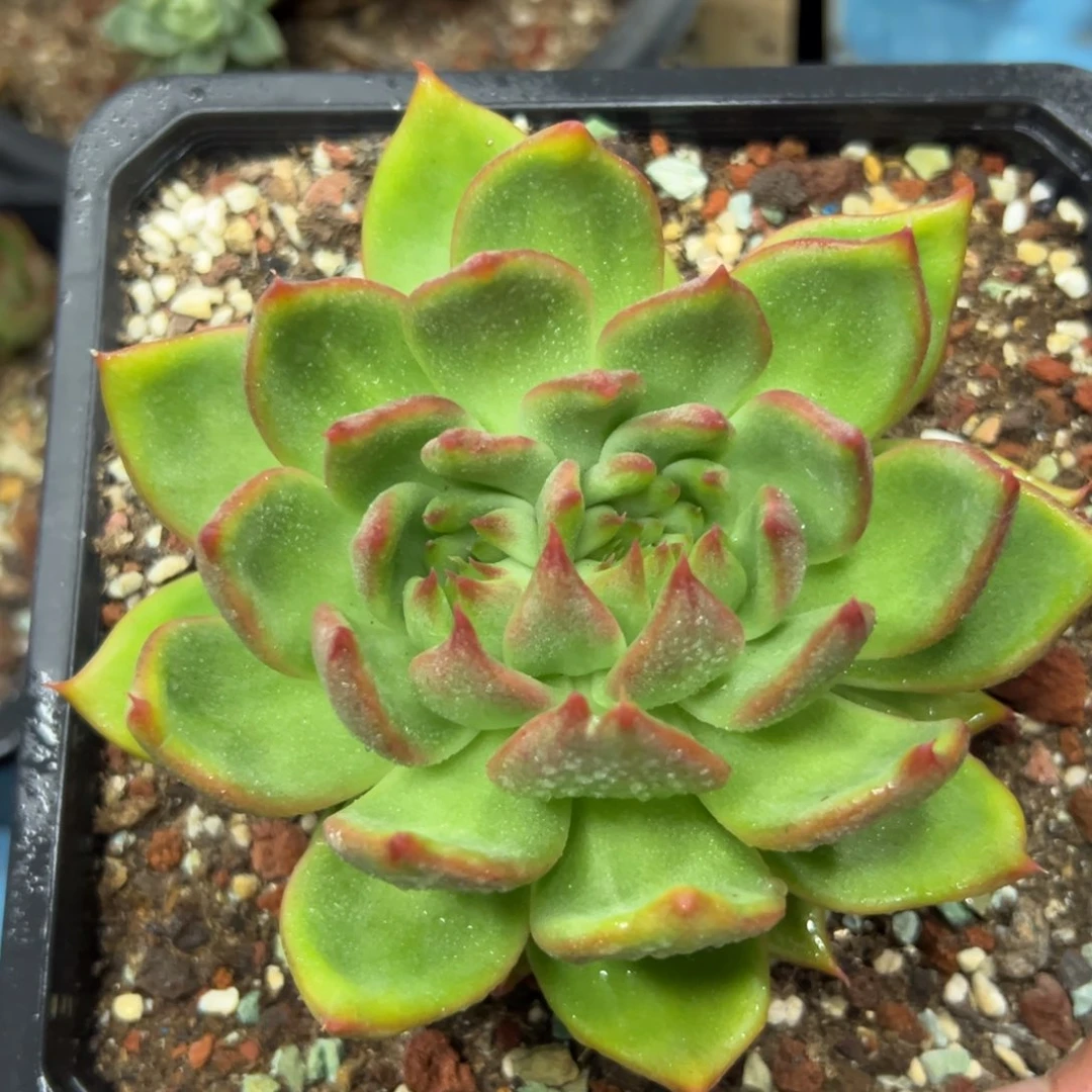 菊花缀，一物一拍050