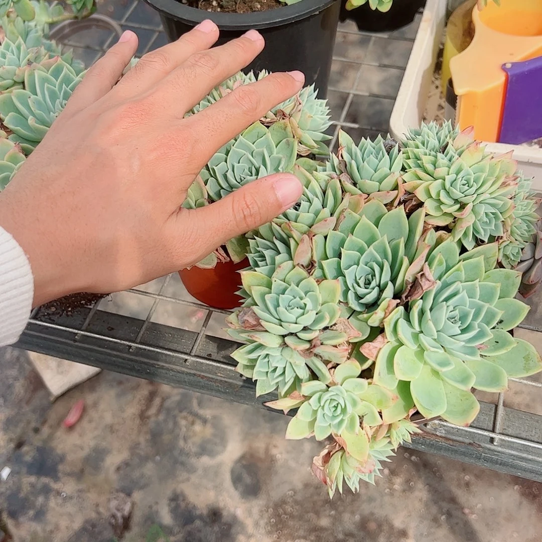 三色堇多头群生老桩特价二盆