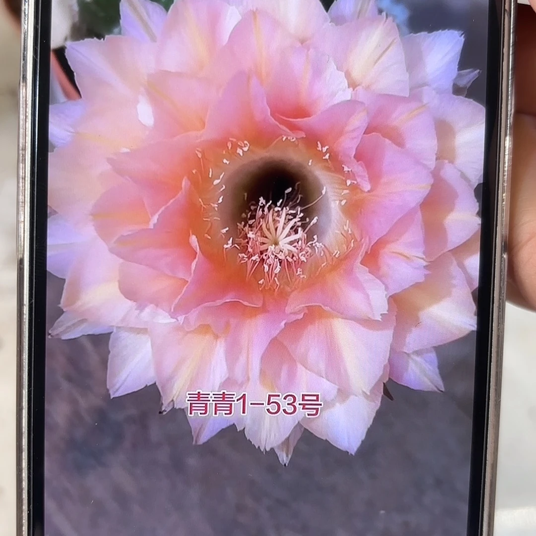 彩草1-53号侧牙3.5公分有气根