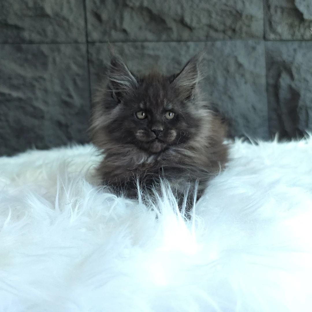 杰森缅因猫宠物活体 2号链接