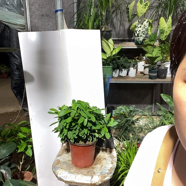 完全开放麒麟福利裸根发货23的