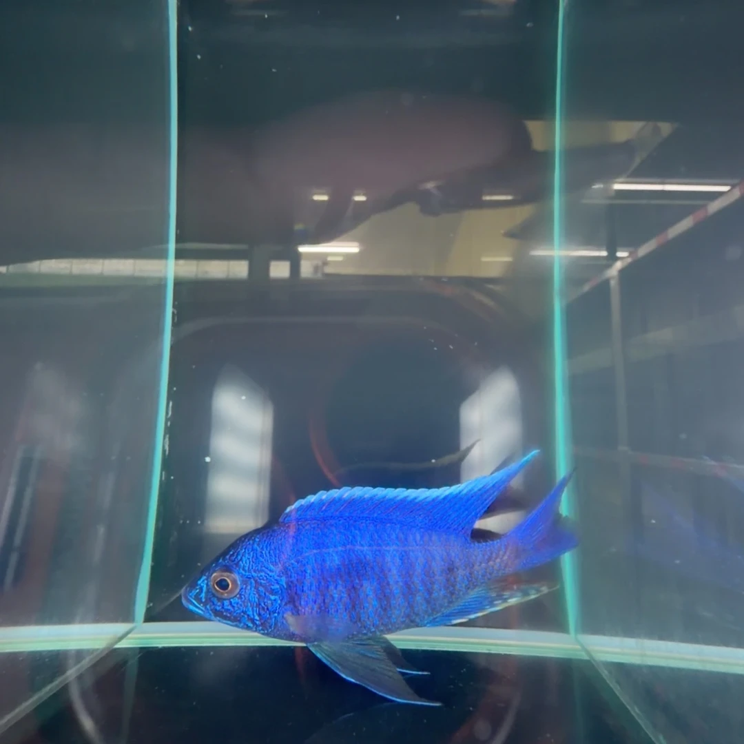 海水鱼A040-金属蓝12左右