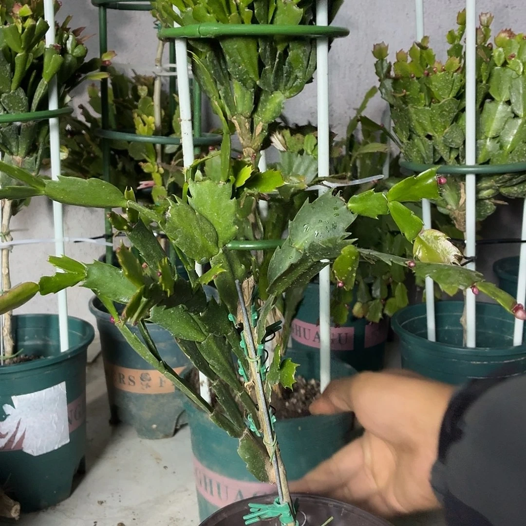 无花朵多色不良苗不包售后