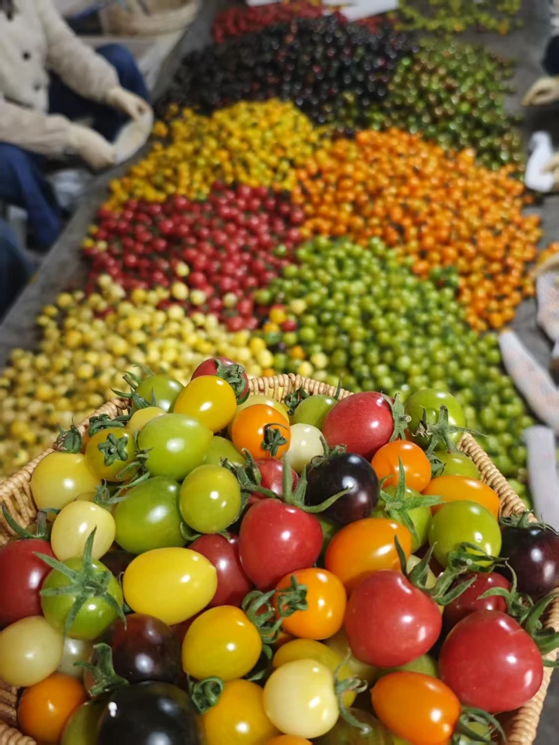 顺丰三色小番茄青甜千禧黄色迷恋现摘现发山东寿光圣女果2斤-3斤