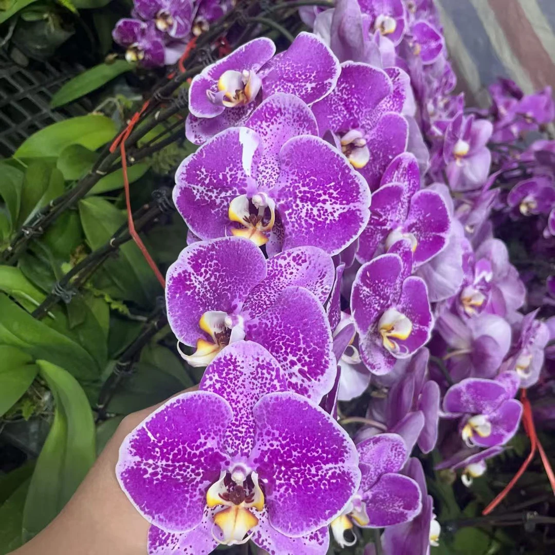 花悦里【麒麟】大花 垂感带花发货 室内花花 广州花卉源头基地