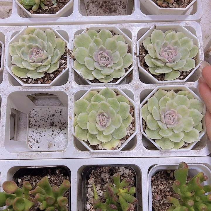 昂斯诺锦19包邮多头