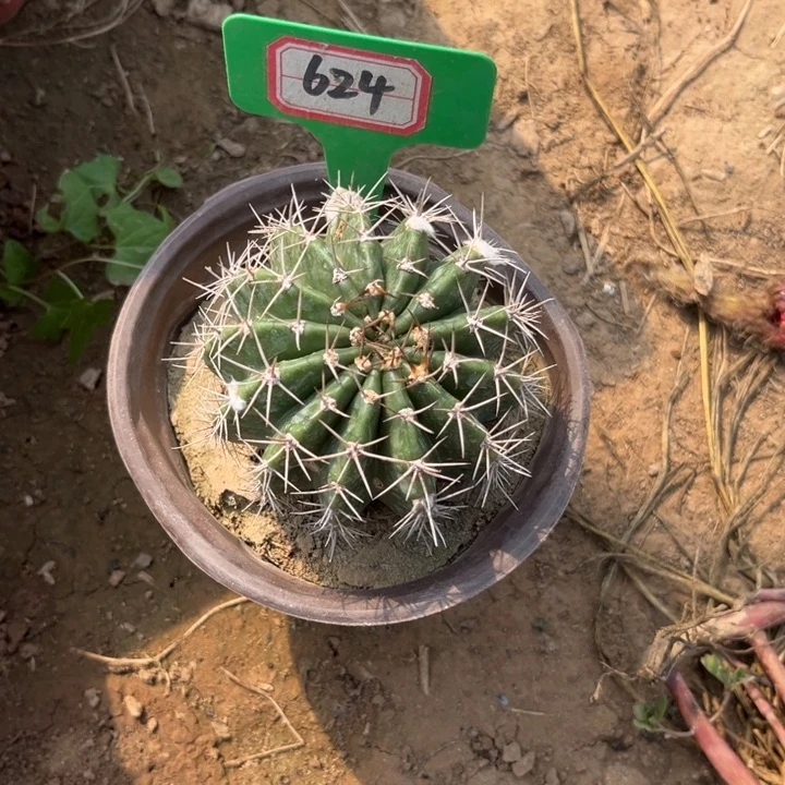 西***雪624，品种彩草紫烟