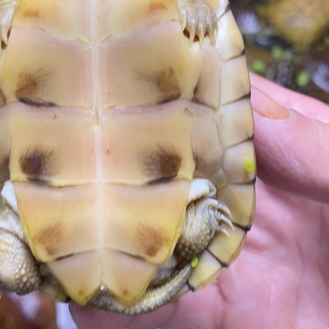 不分公母绿毛龟夜****