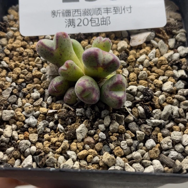 佳人园艺上福利啦红嘴斑马238