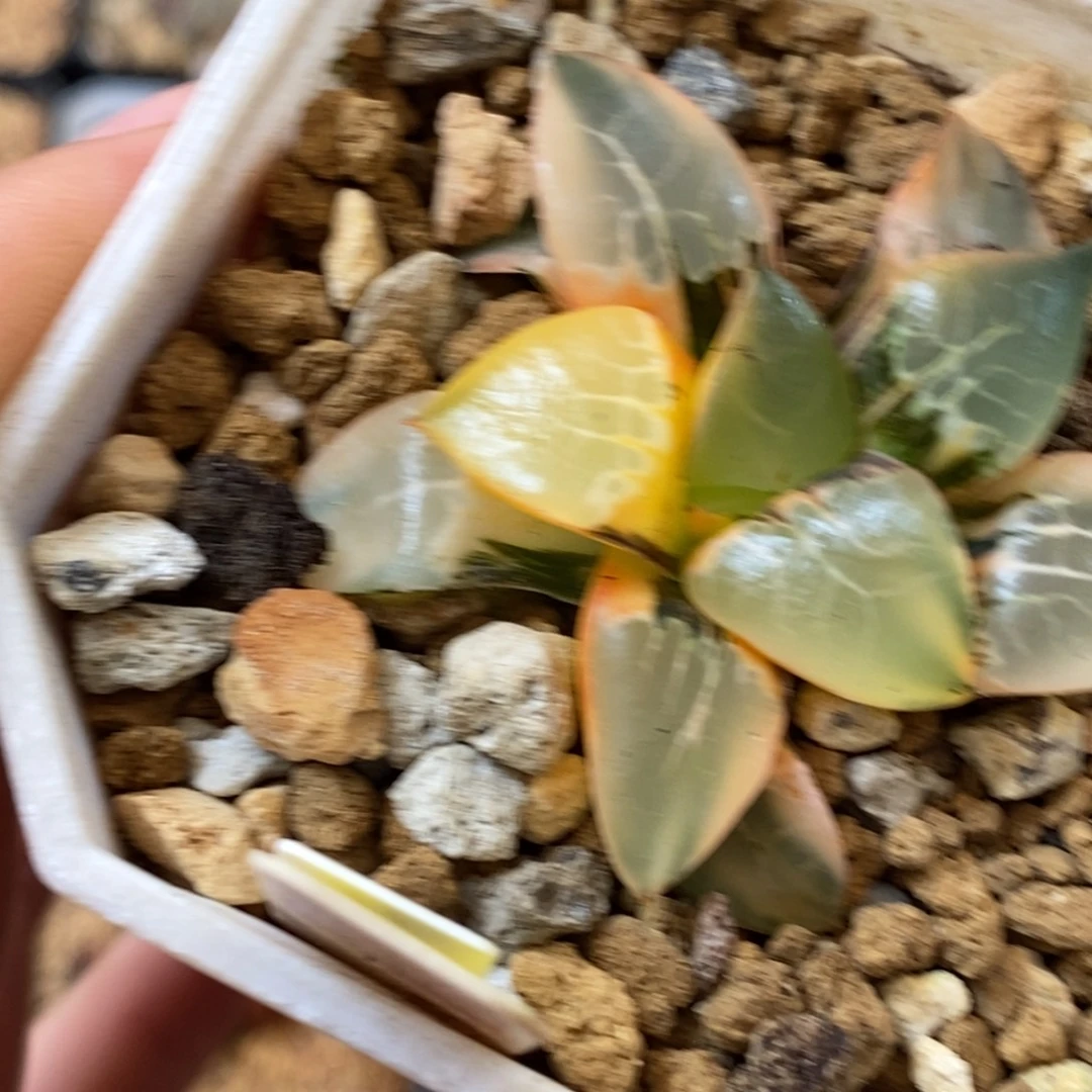 518火凤凰多肉植物