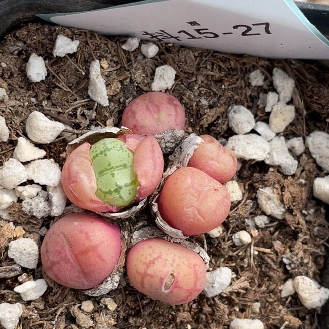 15-27猴多肉植物肉锥