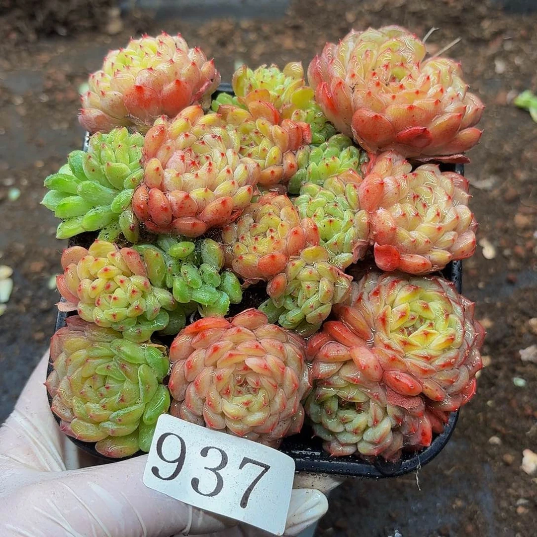 多肉植物多肉植物937