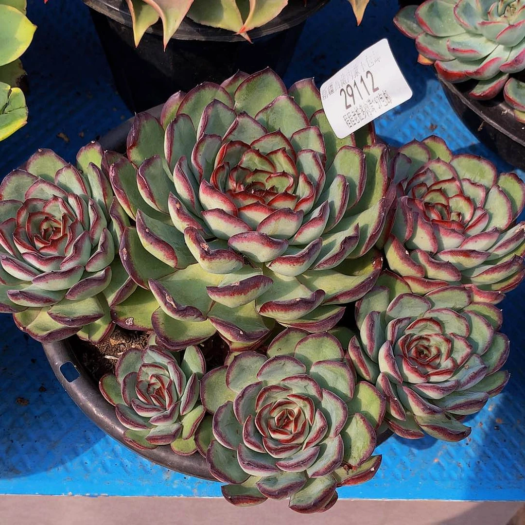 春***：肉酱玫瑰29112多肉多肉了