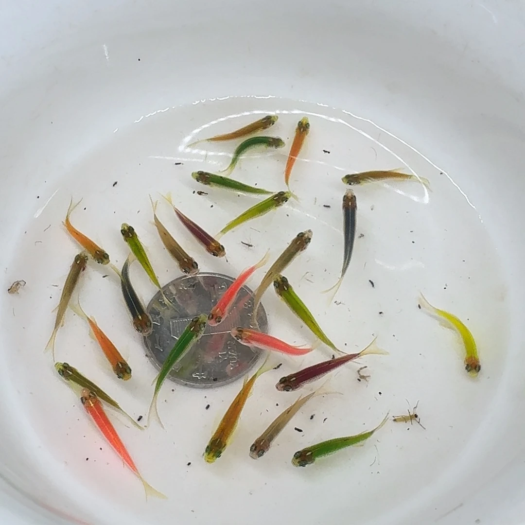 斑马鱼2组包邮1.5-2cm豹纹蝶翼斑马苗子10条