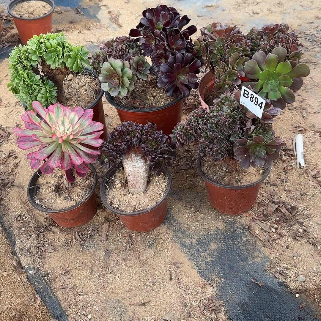 894玫瑰欧紫绿缀万缀锦头微瑕共8颗