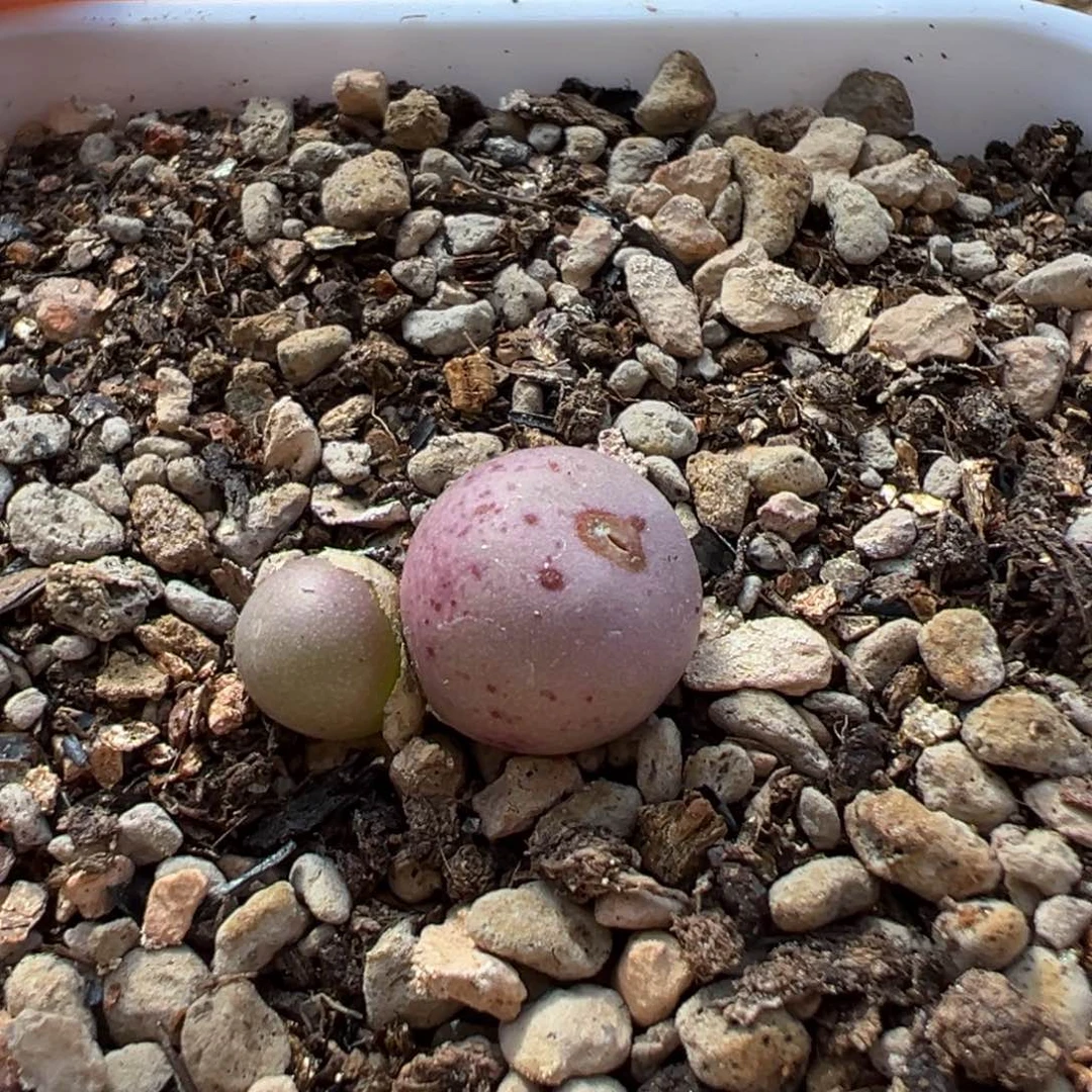 粉红女孩多肉植物