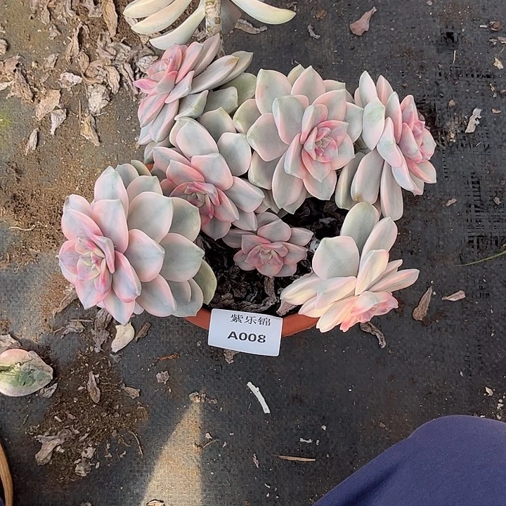 雅***赁紫乐锦Ａ０08号一颗一物一拍