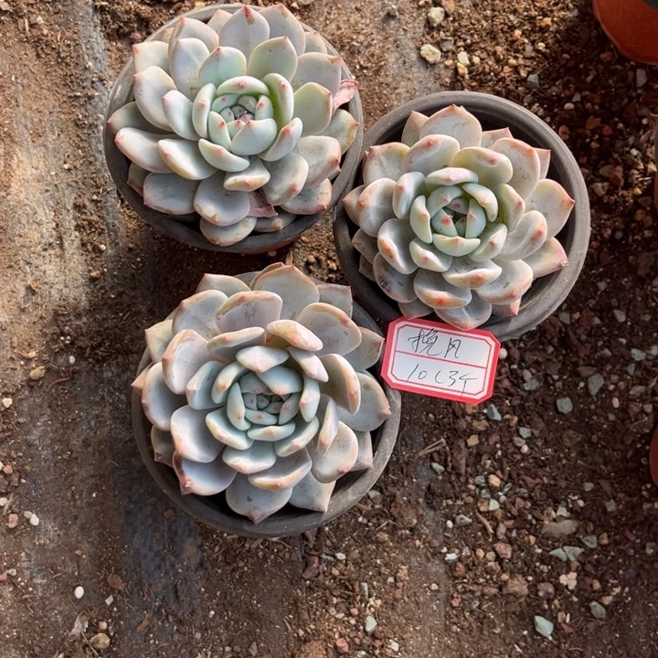 挽***L星影多肉九厘米盆3个