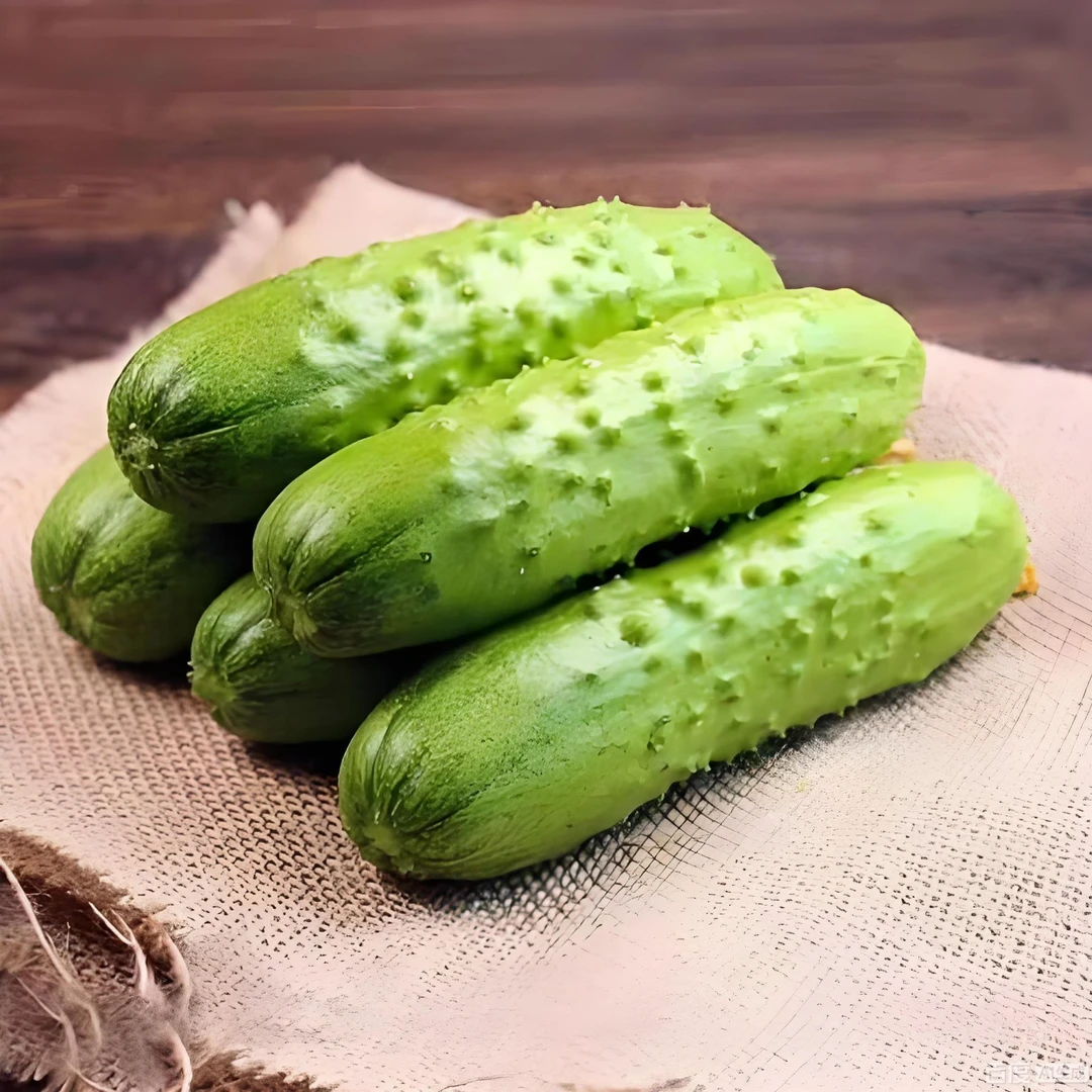现摘现发旱黄瓜福建漳州农家黄瓜脆甜爽口非转基因带软籽
