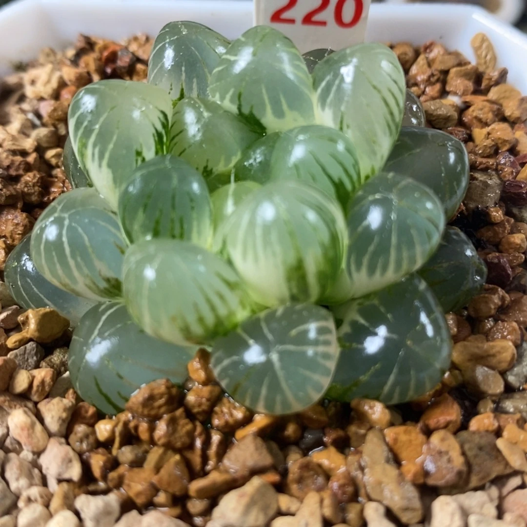 220姬玉露锦一物一拍