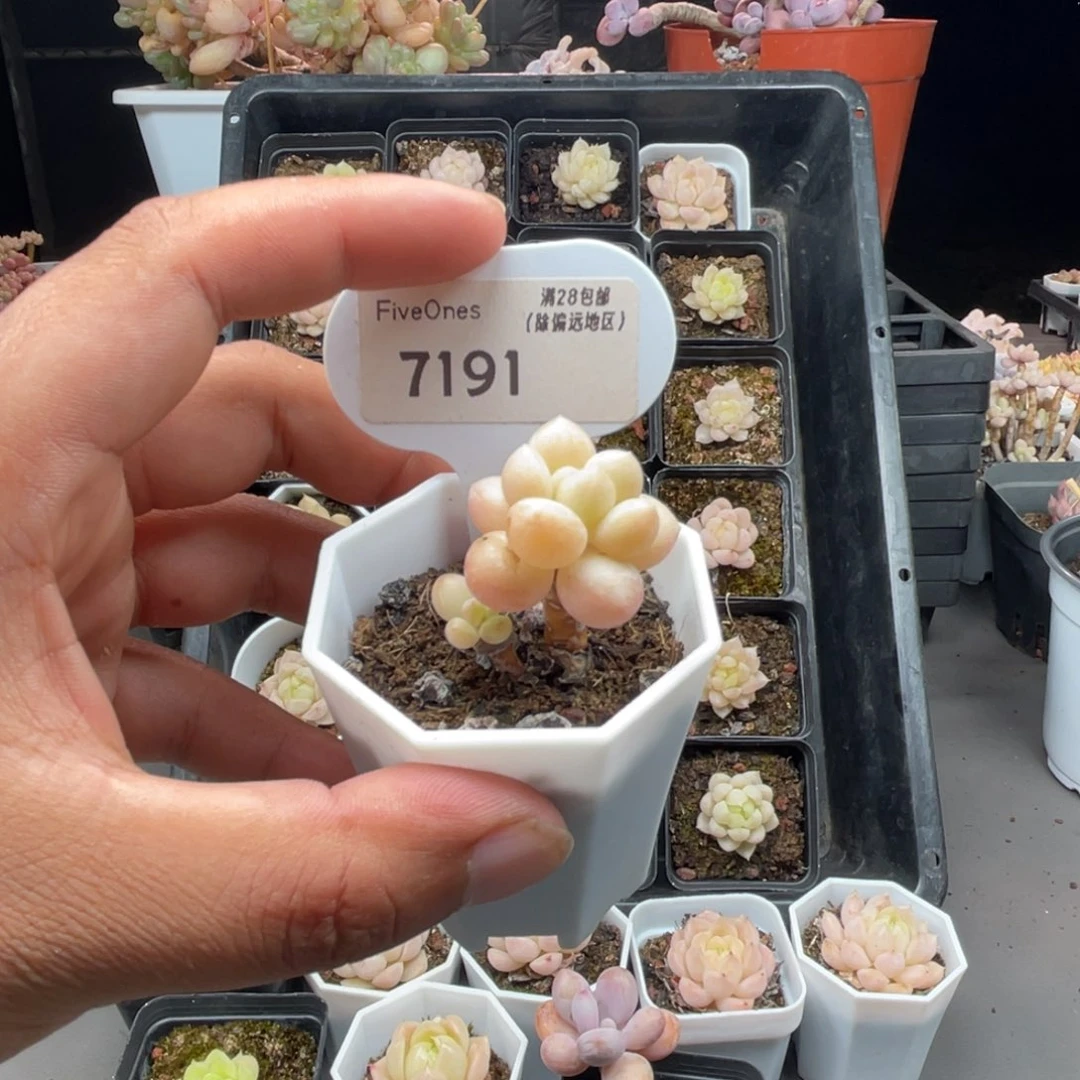 7191泡泡糖3.0厘米