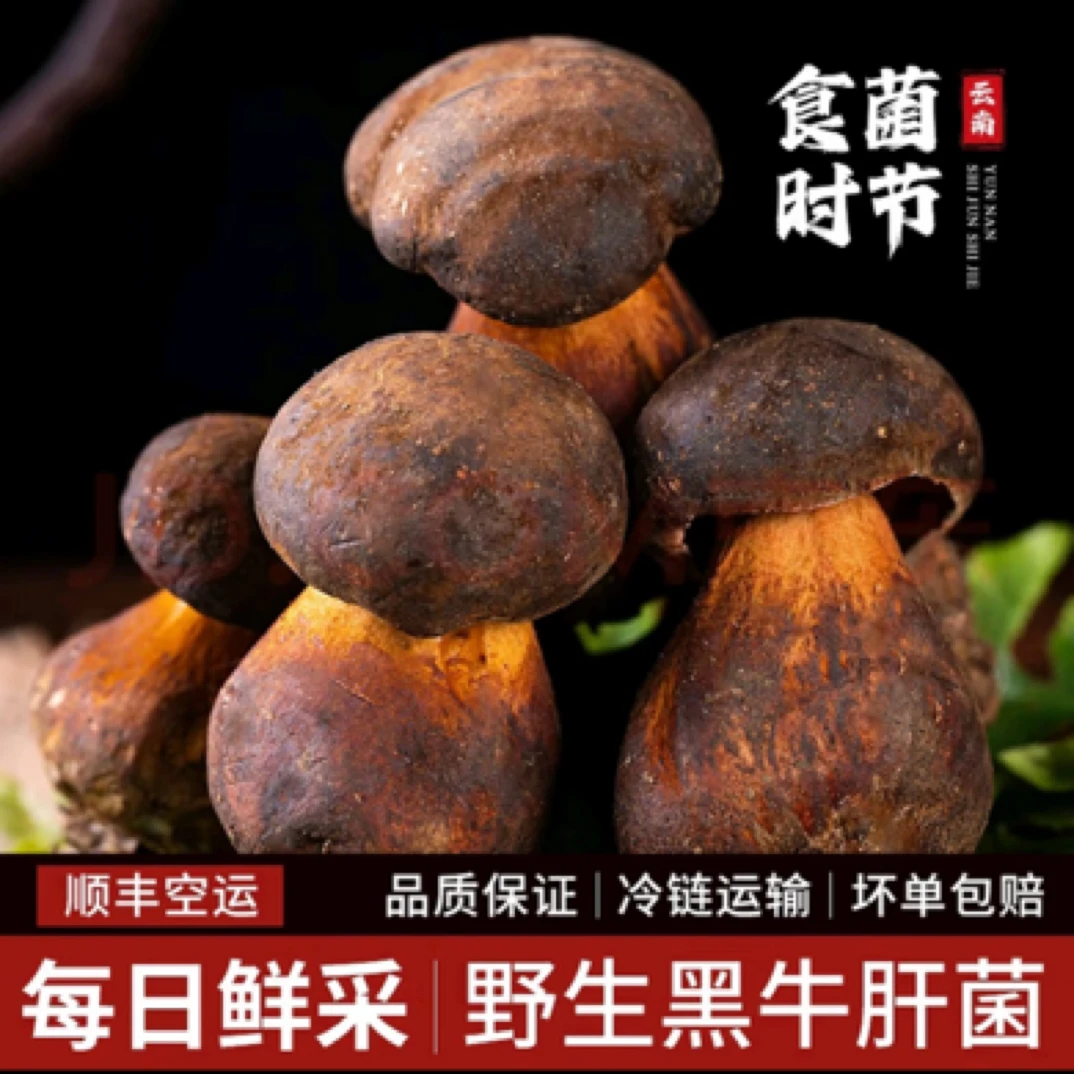 云南野生黑牛肝菌新鲜黑见手青蘑菇当季特产菌