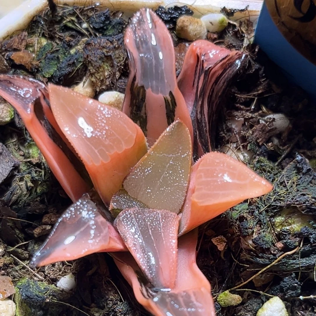 恭喜发财大吉大利964