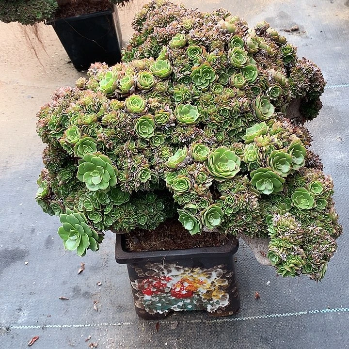 微瑕万朵朵脱土发货啊