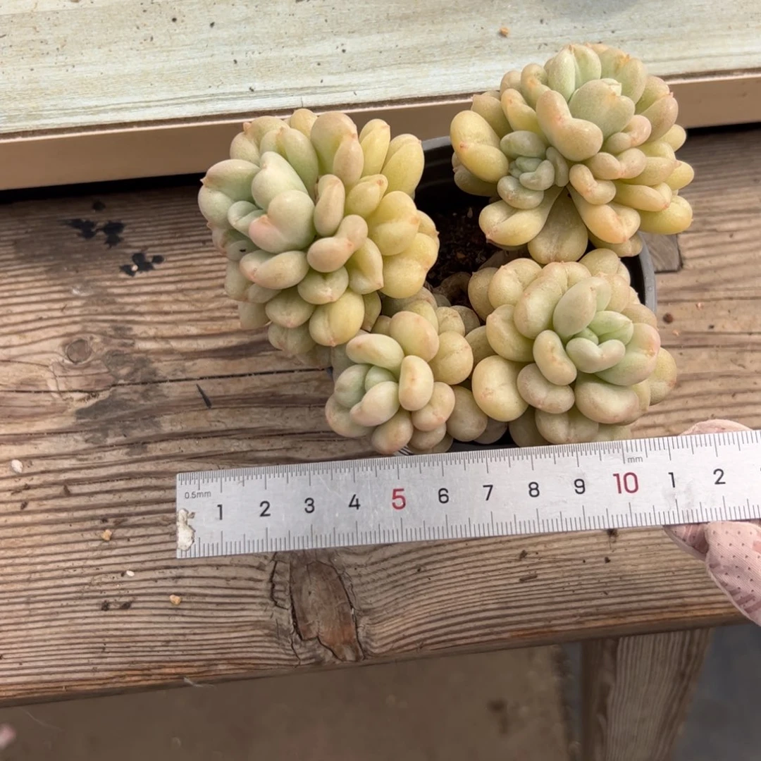 l****猫482 多肉植物组合盆栽