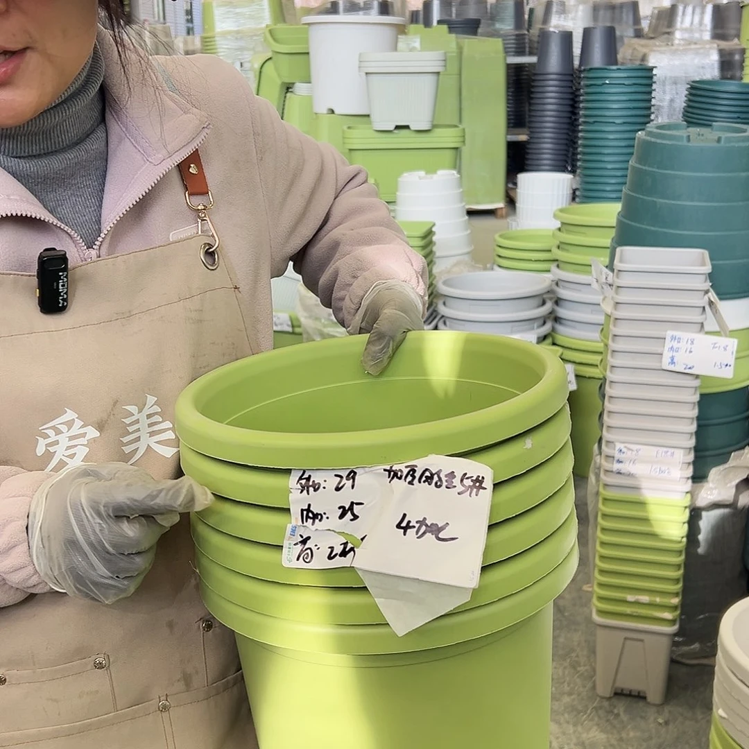 四季盆5#果绿色6个无托