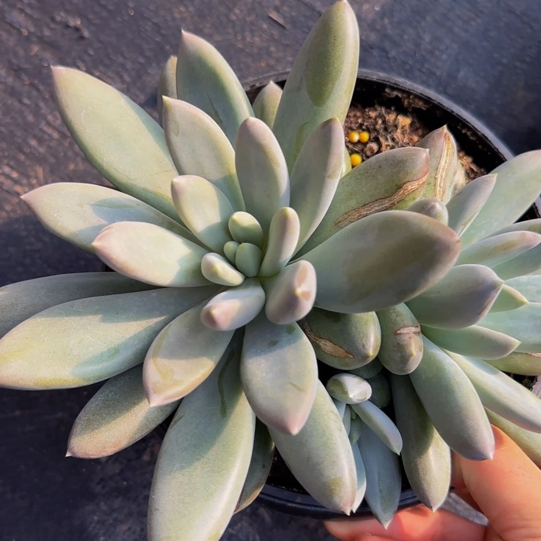 小***歌咯哦哦哦哦哦哦哦哦哦哦哦哦哦哦了