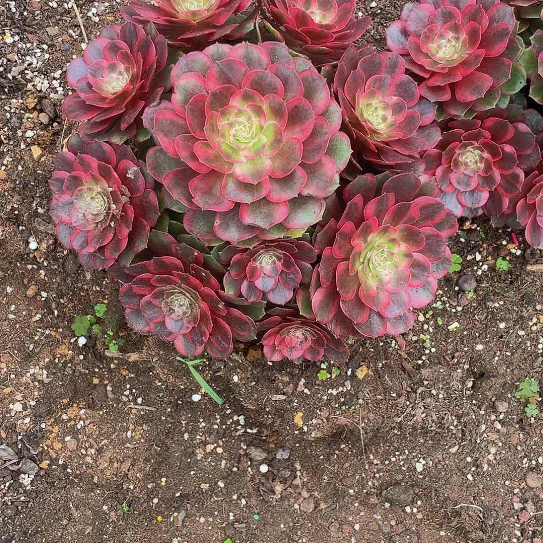 遇***错粉花妖手捧完美捧花