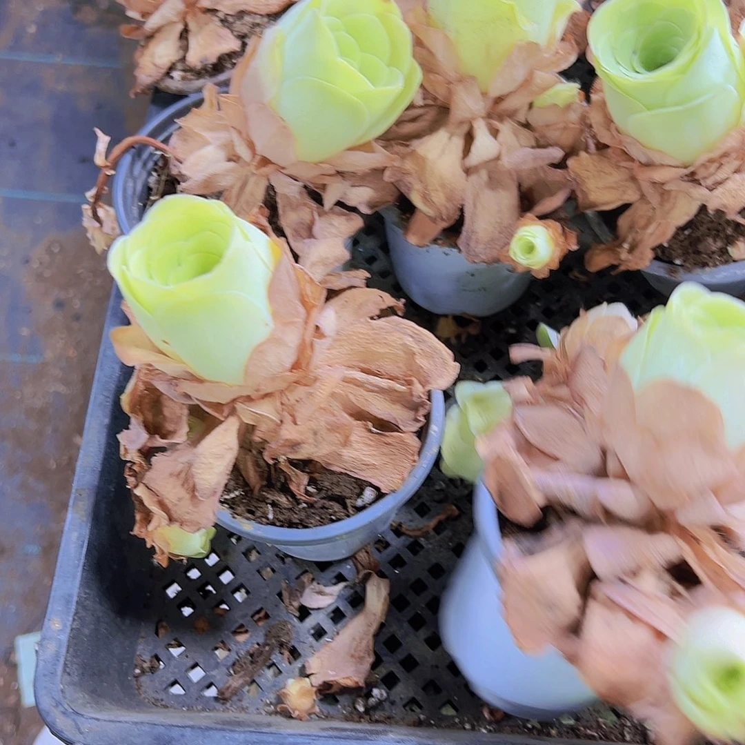 黄玉9厘米盆3盆带盆带土