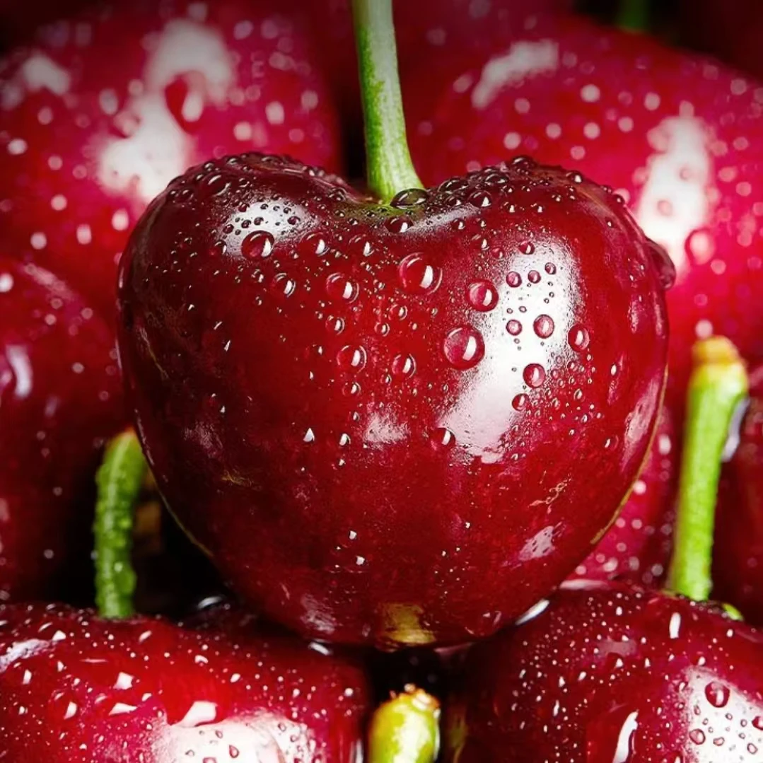 【新疆包邮智利海运桑提娜4J车厘子现货即发净重2.5公斤内附果径卡