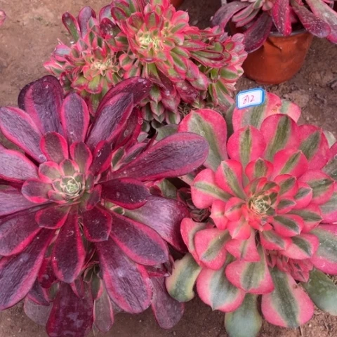 812多肉植物组合