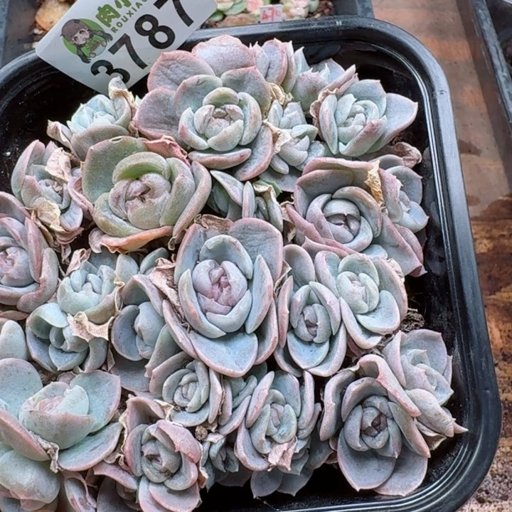 多肉植物多肉植物