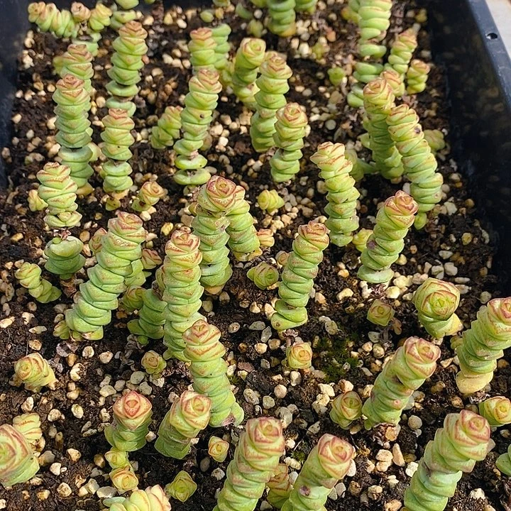 281多肉植物盆栽花卉植物