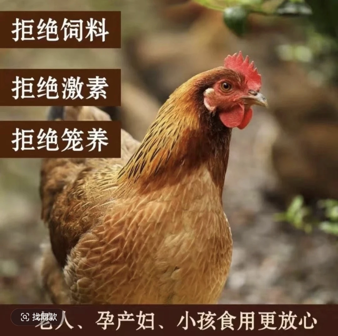 (黄油老母鸡2只)苏北散养黑脚黄油老母鸡2只净重5-6斤顺丰包邮