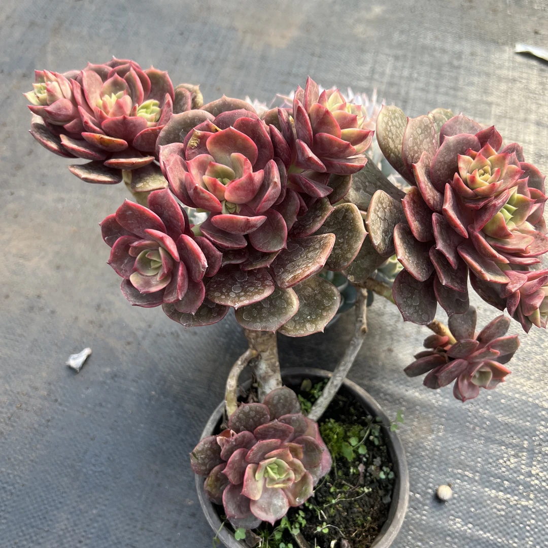 老桩大红炮 不带盆 多肉植物