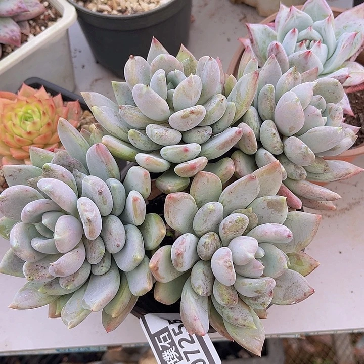 胖美人07255多肉植物