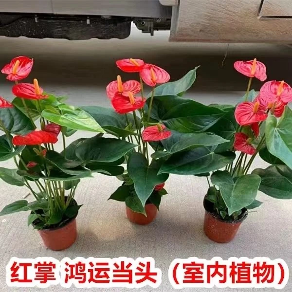【新品福利】红掌花卉绿植懒人好养一帆风顺鸿运当头四季开花易活