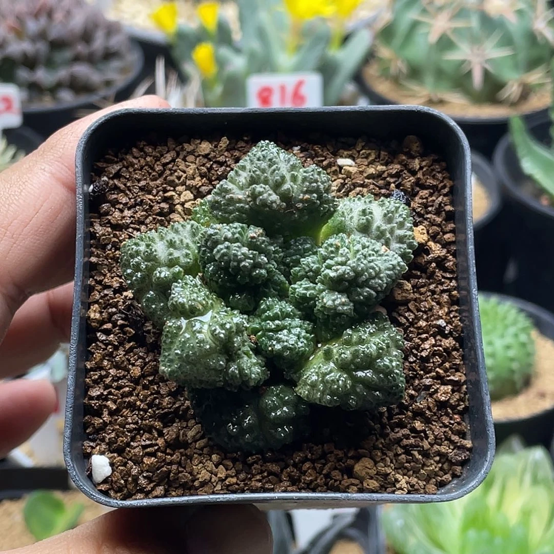 哥斯拉角尤牡丹 带盆土包邮