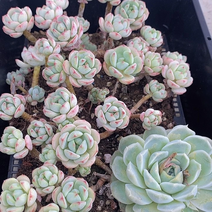 80多肉植物盆栽花卉
