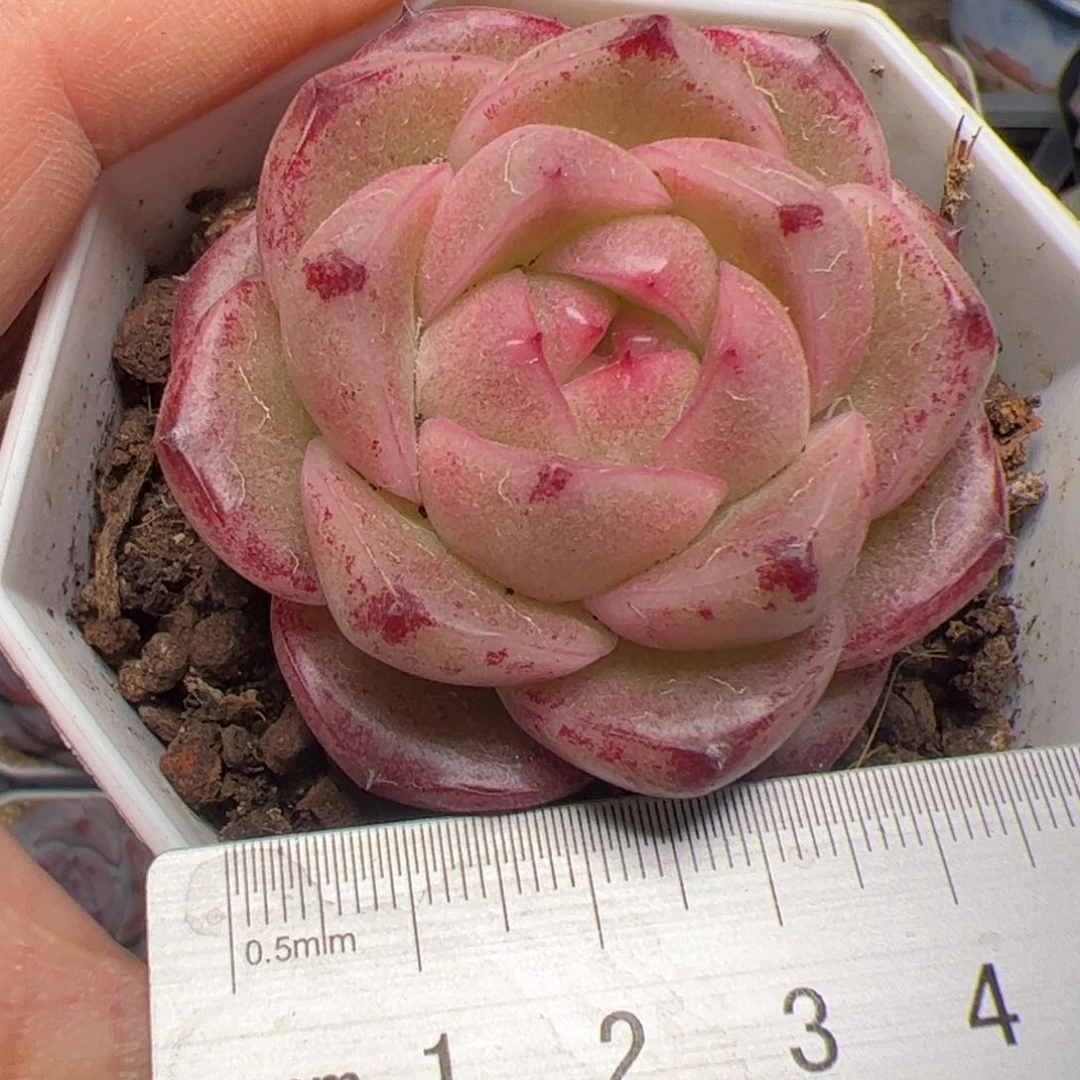 我****?116 多肉植物组合