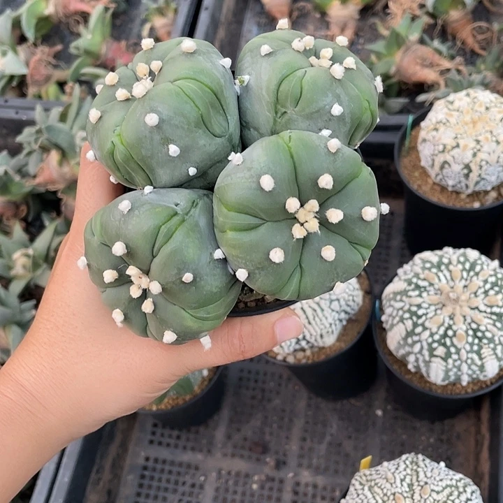 五复棱琉璃群生特价