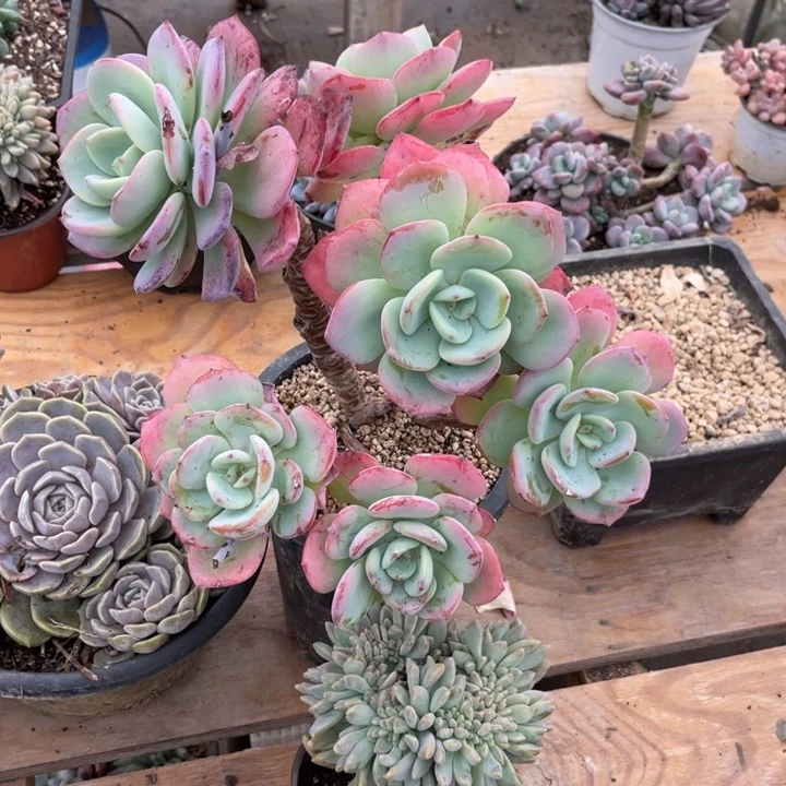 y***y白月光满20包邮脱土发货