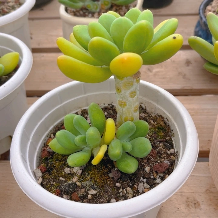 金蝉多肉植物3 3 2