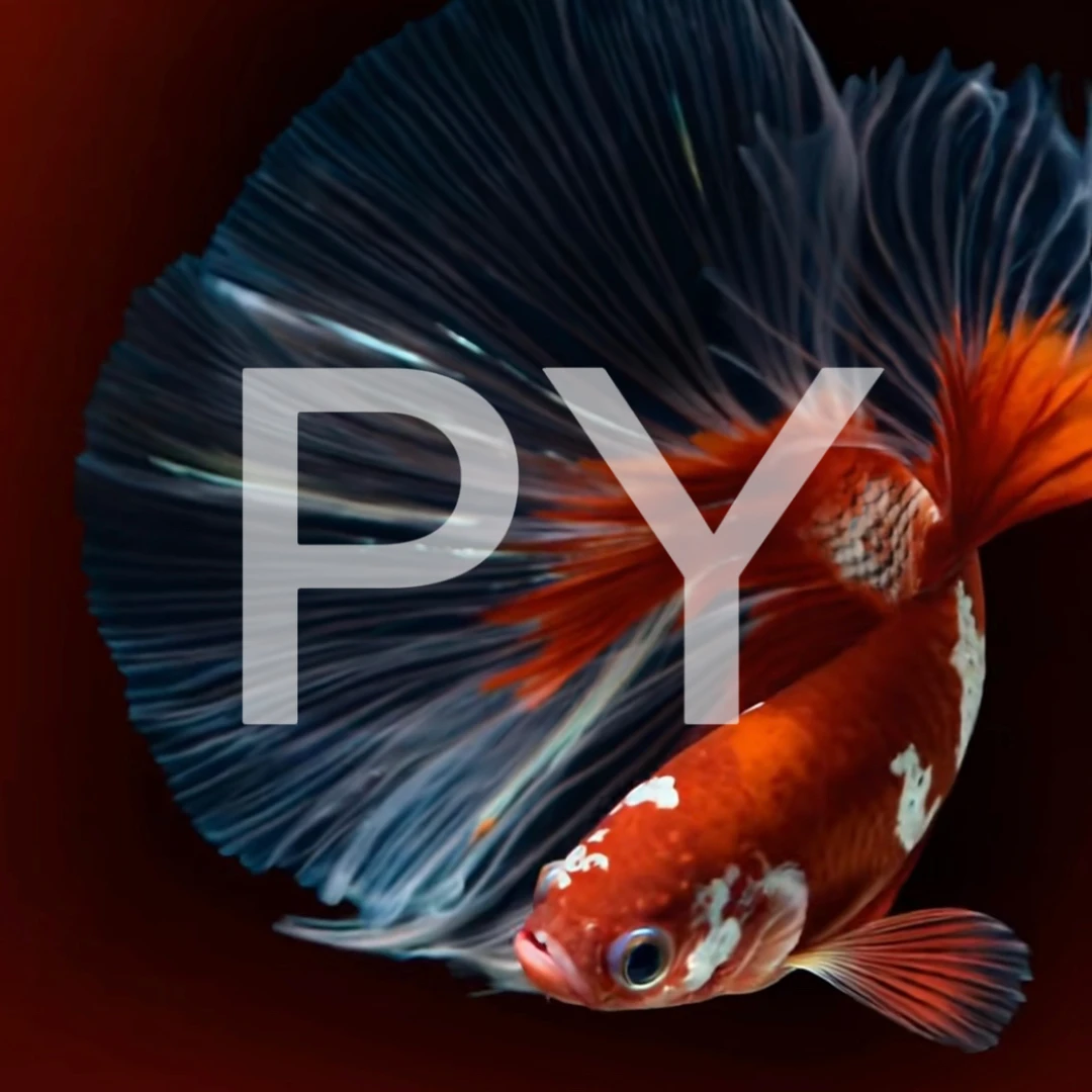 C3（49-72）泰国斗鱼小型热带鱼观赏鱼（直播间选鱼）