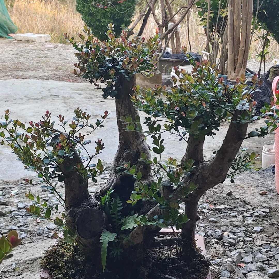 小叶赤楠树桩盆景绿植盆栽四季常青开花结果